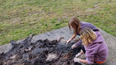Two students with medium-length blonde-brown hair wearing purple shirts are leaned over a moose hide laid out on a tarp on the grass and while wearing nitrile gloves the students are touching the hide.
