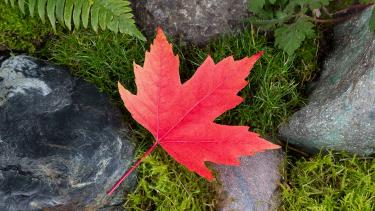 A red maple leaf laying against some mossy stones with a fern frond showing.